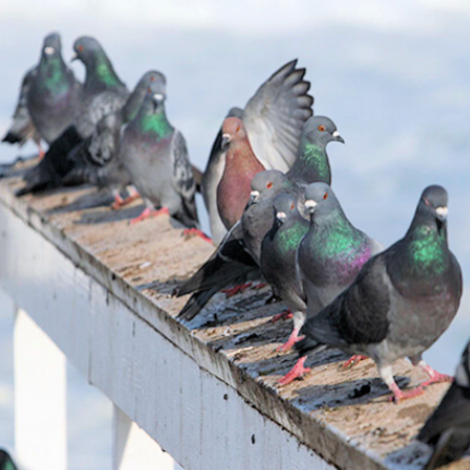 Bird Control