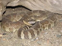 Snake Control