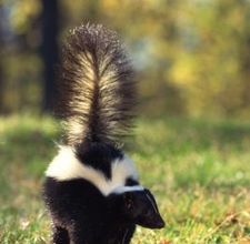 Skunk Control